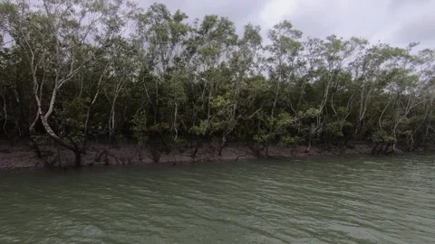 The mangroves of Sundarbans up close Video stock 288700715
