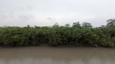 The mangroves of Sundarbans closeup Stock Footage 252813643