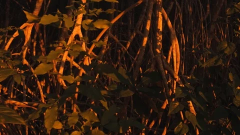 Mangroves on the sunset close up Stock Footage 124955064