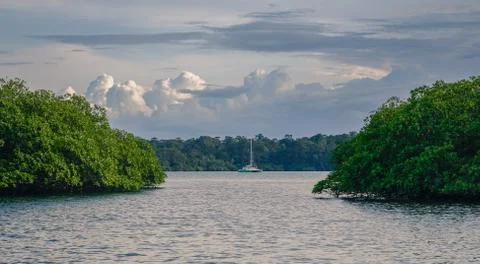 Mangroves in a sunset Stock Photos