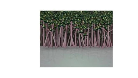 Mangrove's thickets. Stock Illustration