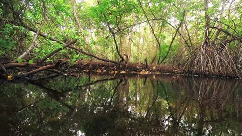 Mangroves , time lapse Stock Footage 96106550