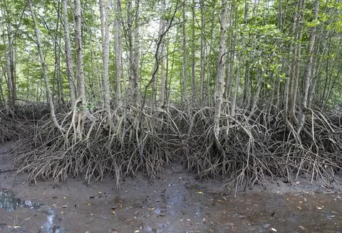 Mangroves tree and complex root in mangroves forest Stock Photos