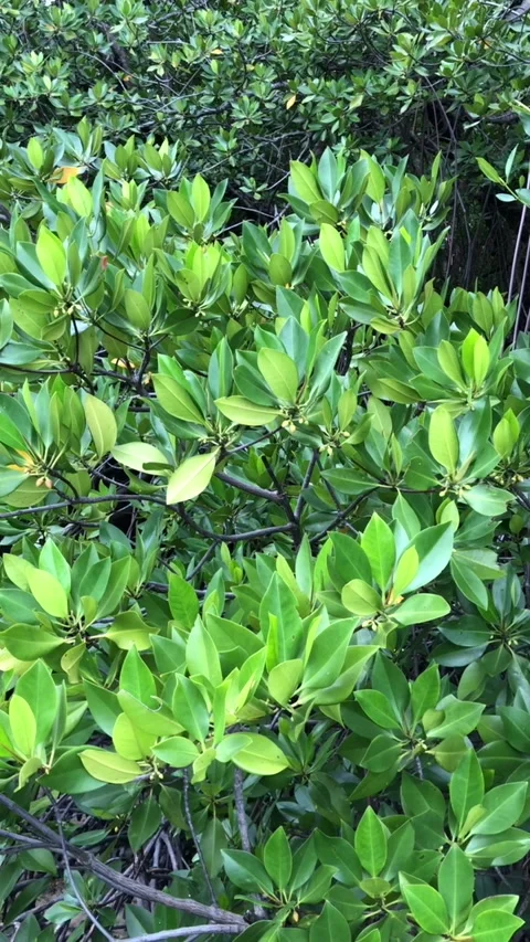 Mangroves Tree Leaves Video stock 140631080