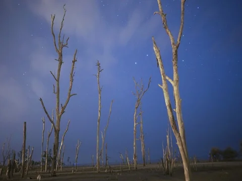 Mangroves trees. Stock Footage 76163709