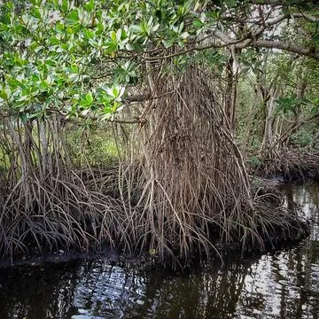 Mangroves trees in a park Stock Photos
