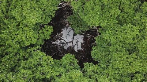 Mangroves Vertical Reveal Stock Footage 105321482