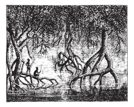 Mangroves, vintage engraving. Stock Illustration