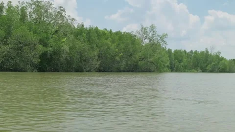 Mangroves in the water in Andaman Sea Stock-Footage 301421253
