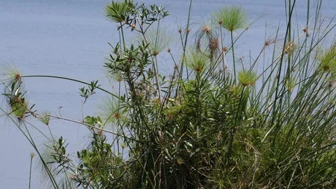 Mangroves in the Water Stock Footage 125150746