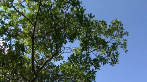 Mangroves2 Video stock 630731