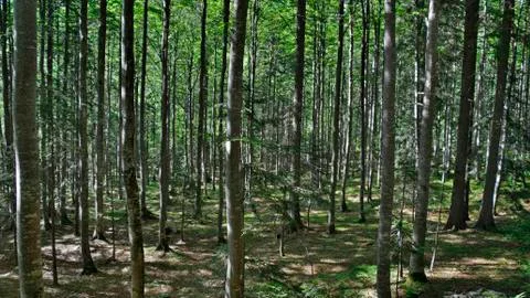 Mangrt Road Forest Stock Photos