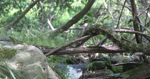 MANGSHAN PITVIPER Stock Footage 256253182