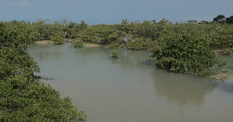Manguezal / mangue Stock Footage 93875242