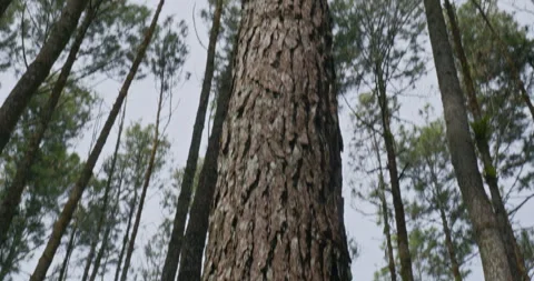 Mangunan Pine Forest 01 Stock Footage 333313531