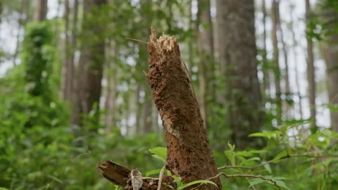 Mangunan Pine Forest 02 Stock Footage 333311114