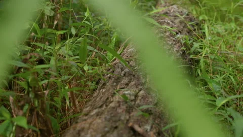 Mangunan Pine Forest 04 Stock Footage 333289811