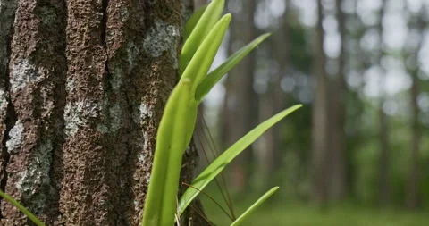 Mangunan Pine Forest 05 Stock Footage 333289614