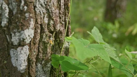 Mangunan Pine Forest 06 Stock Footage 333289600