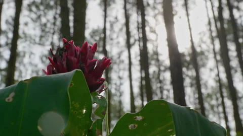 Mangunan Pine Forest 07 Stock Footage 333288900