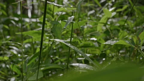 Mangunan Pine Forest 08 Stock Footage 333288683