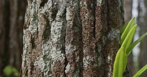 Mangunan Pine Forest 09 Stock Footage 333288265