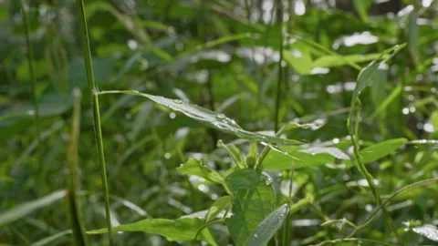 Mangunan Pine Forest 10 Stock Footage 333288118