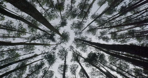 Mangunan Pine Forest 11 Stock Footage 333281061
