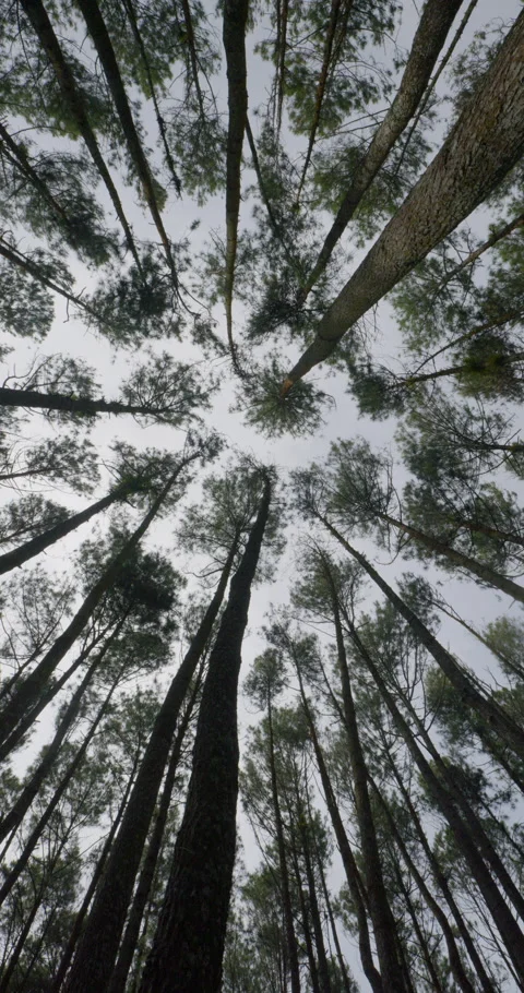 Mangunan Pine Forest_Potret Stock Footage 333281390