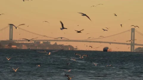 Manhattan Bridge 스톡 동영상 228329206