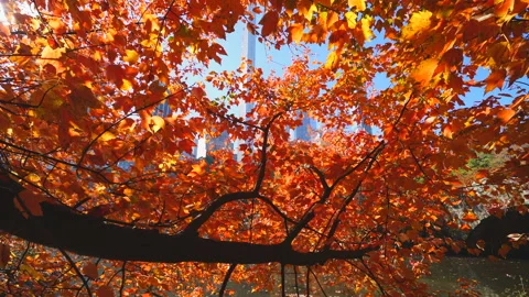 Manhattan skyscraper can be seen through autumnal leaves in Central Park NYC. Stock Footage 152560088