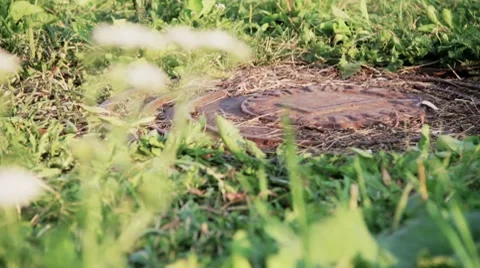 Manhole 動画素材 8519300