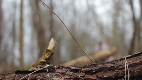 Maniac with an Axe in the Forest out of Focus Stock Footage 123774654