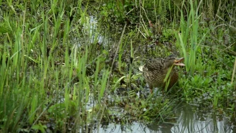 Manic mallard 스톡 동영상 74532707