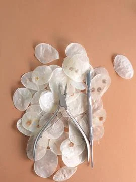 Manicure tools on a brown background in white husks. Beauty salon, aesthetics. Stock Photos