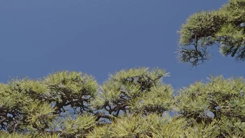 Manicured Japanese Pine Tree Branches Spread Against Clear Blue Sky Stock Footage 337182901