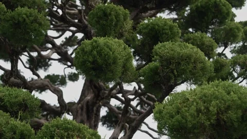 Manicured Japanese pine tree with twisted branches at temple Japan Stock Footage 337912771