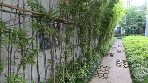 Manicured stone garden pathway lined with bamboo along a white wall Stock Footage 344747809