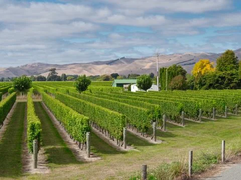 Manicured vineyard rows Foto stock