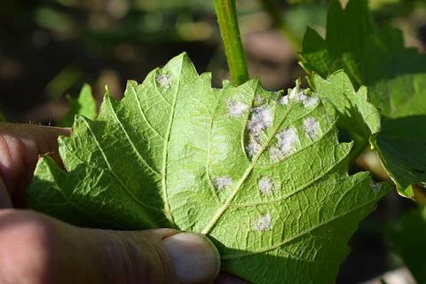 Manifestations of mildew on a grape leaf Stock Photos