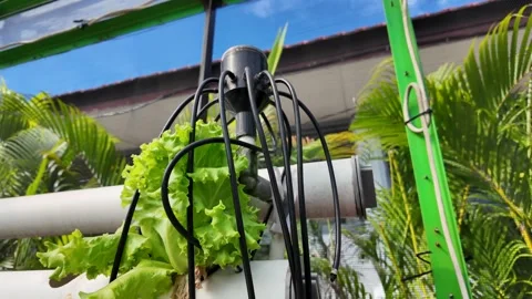 A Manifold Distributing Nutrients in a Hydroponic Garden System Vídeo Stock 314363474
