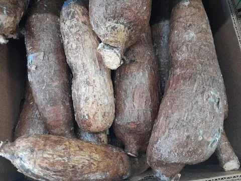 Manihot esculenta root vegetable. Also called Cassava Stock Photos