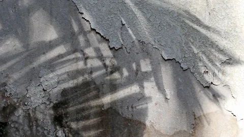 Manila palm tree shadows on old concrete wall Stock Footage 105085549