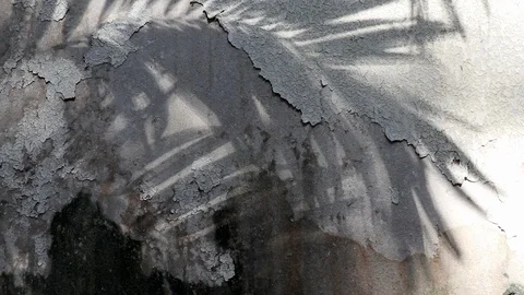 Manila palm tree shadows on old concrete wall Stock Footage 105085692