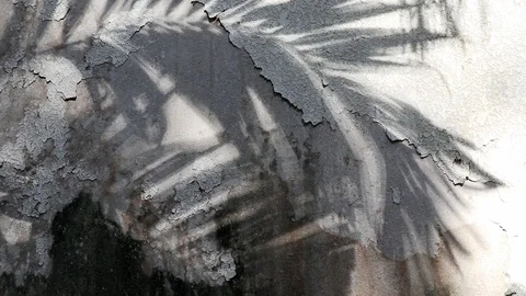 Manila palm tree shadows on old concrete wall Video stock 105085754