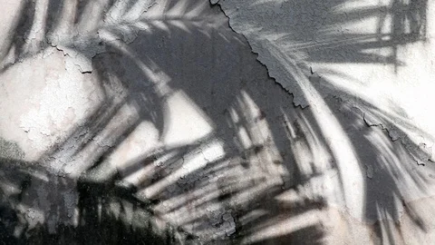 Manila palm tree shadows on old concrete wall Stock Footage 105085813