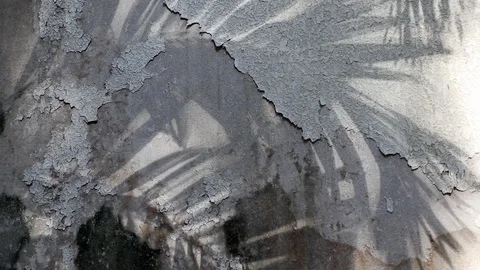 Manila palm tree shadows on old concrete wall Stock Footage 105086242