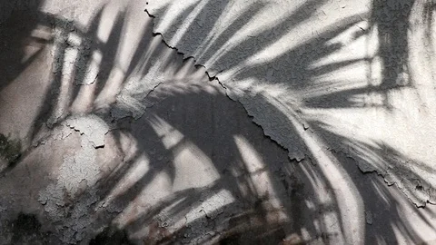 Manila palm tree shadows on old concrete wall Stock Footage 105086345
