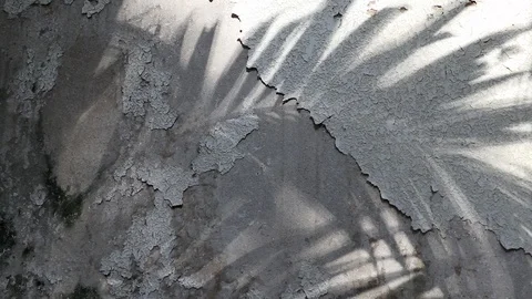 Manila palm tree shadows on old concrete wall Stock Footage 105091284