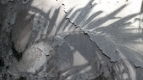 Manila palm tree shadows on old concrete wall Stock Footage 105091481